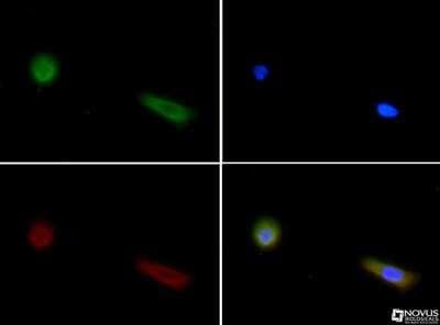 Immunocytochemistry/ Immunofluorescence: FIH-1/HIF-1AN Antibody (162c) [NBP1-30333]