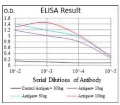 ELISA: Fas/TNFRSF6/CD95 Antibody (4F8D6) - BSA Free [NBP2-13078]