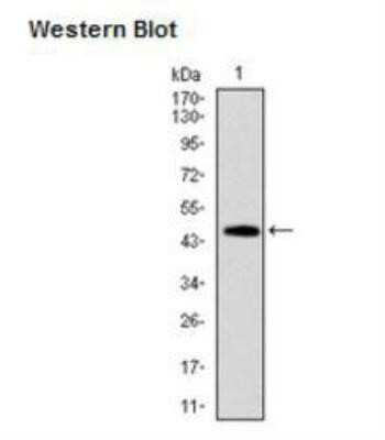 Western Blot: Fas/TNFRSF6/CD95 Antibody (4F8D6)BSA Free [NBP2-13078]