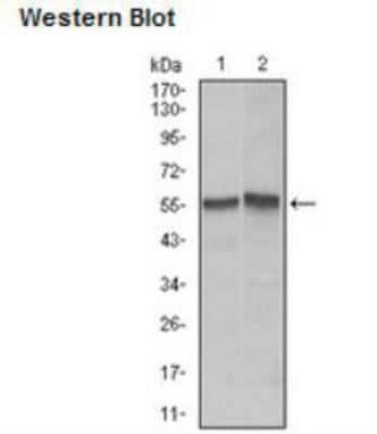 Western Blot: Fas/TNFRSF6/CD95 Antibody (4F8D6)BSA Free [NBP2-13078]