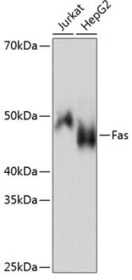 Western Blot: Fas/TNFRSF6/CD95 Antibody (5D10O3) [NBP3-15788]