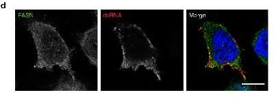 Immunocytochemistry/ Immunofluorescence: Fatty Acid Synthase/FASN Antibody [NB400-114]