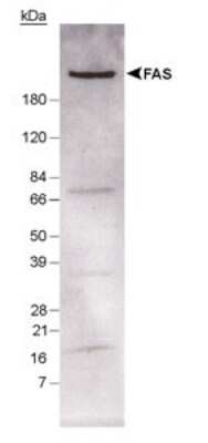 Western Blot: Fatty Acid Synthase/FASN Antibody [NB400-114]