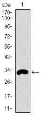 Western Blot: Fc epsilon RI Antibody (1F2A9)BSA Free [NBP2-37402]
