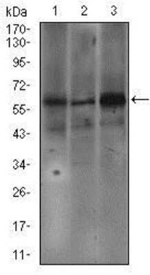 Western Blot: Fc epsilon RI Antibody (1F2A9)BSA Free [NBP2-37402]