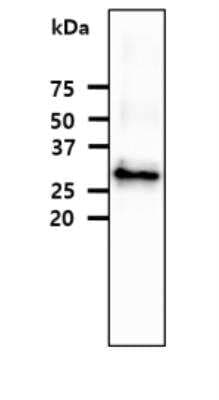 Western Blot: Fc gamma RI/CD64 Antibody (37F7)BSA Free [NBP2-42685]