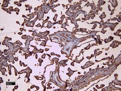 Immunohistochemistry-Paraffin: Fc gamma RII/CD32 Antibody [NB100-1532]