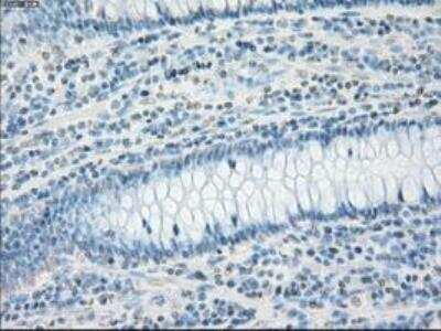 Immunohistochemistry-Paraffin: Fc gamma RIIA/CD32a Antibody (OTI9G5) [NBP1-47735]