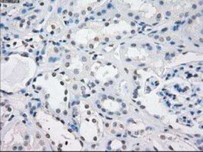 Immunohistochemistry-Paraffin: Fc gamma RIIA/CD32a Antibody (OTI9G5) [NBP1-47735]