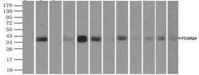 Immunoprecipitation: Fc gamma RIIA/CD32a Antibody (OTI9G5) - Azide and BSA Free [NBP2-70709]