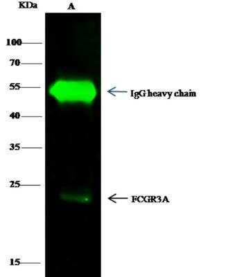 Immunoprecipitation: Fc gamma RIIIA/CD16a Antibody [NBP2-98147]