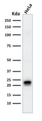 Western Blot: Ferritin Heavy Chain Antibody (FTH/2081)Azide and BSA Free [NBP3-08581]