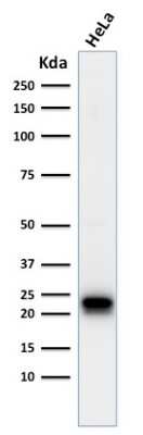 Western Blot: Ferritin Heavy Chain Antibody (FTH/2082)Azide and BSA Free [NBP3-08613]