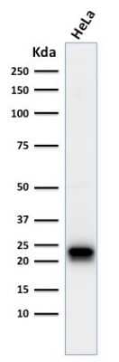 Western Blot: Ferritin Heavy Chain Antibody (FTH/2082) [NBP3-07799]