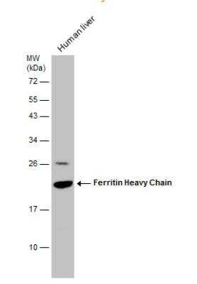 Western Blot: Ferritin Heavy Chain Antibody [NBP1-31944]