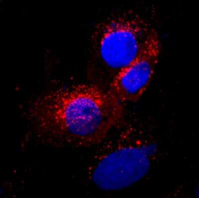 Immunocytochemistry/ Immunofluorescence: Ferritin Antibody (962610) - Azide and BSA Free [MAB9354]