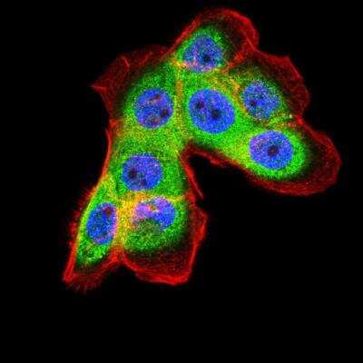 Immunocytochemistry/ Immunofluorescence: Ferritin Light Chain Antibody (8E1E7) - BSA Free [NBP2-37243]