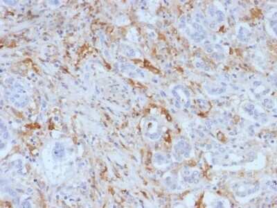 Immunohistochemistry-Paraffin: Ferritin Light Chain Antibody (FTL/1388) - Azide and BSA Free [NBP2-54584]