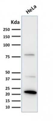 Western Blot: Ferritin Light Chain Antibody (FTL/1388)Azide and BSA Free [NBP2-54584]