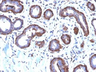Immunohistochemistry-Paraffin: Ferritin Light Chain Antibody (FTL/2338R) - Azide and BSA Free [NBP3-08620]