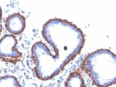 Immunohistochemistry-Paraffin: Ferritin Light Chain Antibody (FTL/3872R) [NBP3-07805]