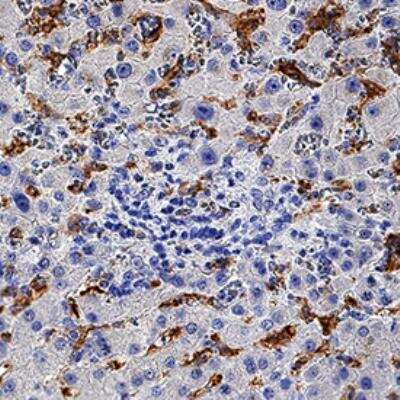 Immunohistochemistry-Paraffin: Ferroportin/SLC40A1 Antibody (1308C) - BSA Free [NBP2-75923]