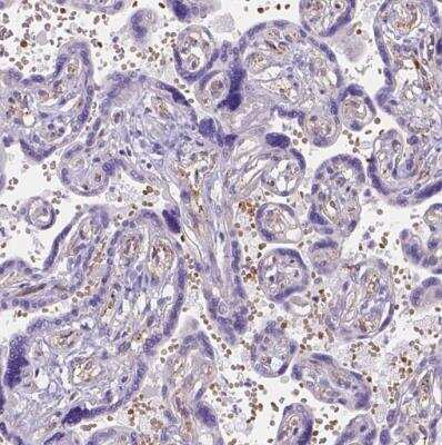 Immunohistochemistry-Paraffin: Ferroportin/SLC40A1 Antibody [NBP2-49454]
