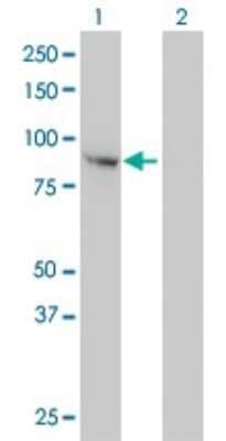 Western Blot: Fes Antibody (3A3-1E5) [H00002242-M01]