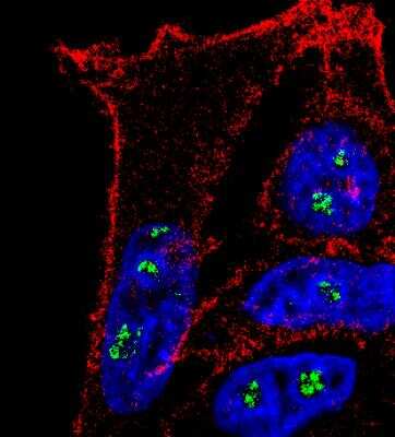 Immunocytochemistry/ Immunofluorescence: Fibrillarin Antibody (38F3) [NB300-269]