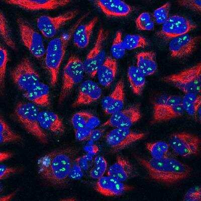 Immunocytochemistry/ Immunofluorescence: Fibrillarin Antibody (38F3) [NB300-269]