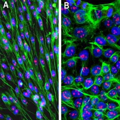 Immunocytochemistry/ Immunofluorescence: Fibrillarin Antibody [NBP3-05533]