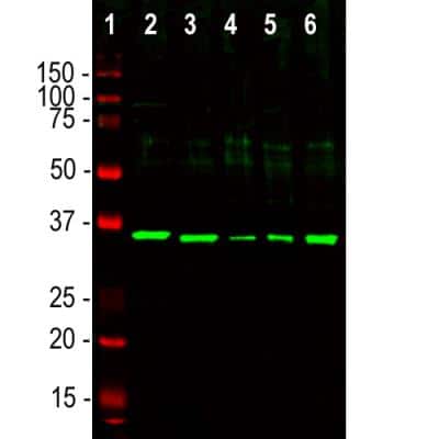 Western Blot: Fibrillarin Antibody [NBP2-46881]