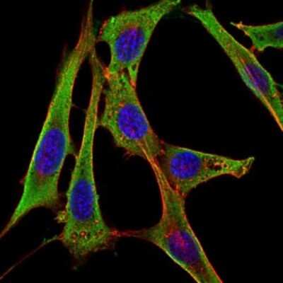 Immunocytochemistry/ Immunofluorescence: Fibrinogen gamma chain Antibody (5A6) - BSA Free [NBP2-37560]