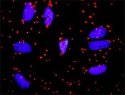 Proximity Ligation Assay: Fibrinopeptide A Antibody (1D12) [H00002243-M01]