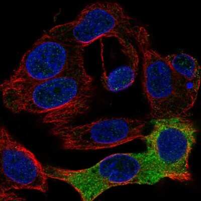 Immunocytochemistry/ Immunofluorescence: Fibrinogen beta chain Antibody [NBP1-90955]