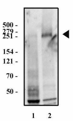 Western Blot: Fibronectin Antibody (2F4)Azide and BSA Free [NBP2-80737]