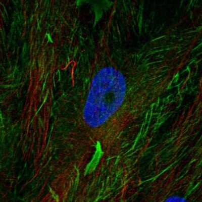Immunocytochemistry/ Immunofluorescence: Fibulin 2 Antibody [NBP1-88115]