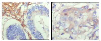 Immunohistochemistry-Paraffin: Fibulin 5/DANCE Antibody (1G6A4) - BSA Free [NBP1-28890]