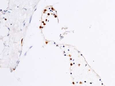 Immunohistochemistry-Paraffin: Ficolin-1 Antibody [NBP2-99666]