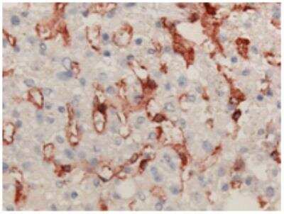 Immunohistochemistry-Frozen: Ficolin-3 Antibody (4H5) [NBP2-62788]