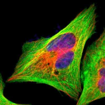 Immunocytochemistry/ Immunofluorescence: Filamin A Antibody [NBP1-90283]