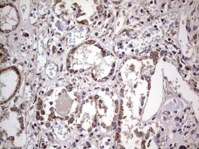 Immunohistochemistry: Filensin Antibody (OTI2B2) [NBP2-46572]