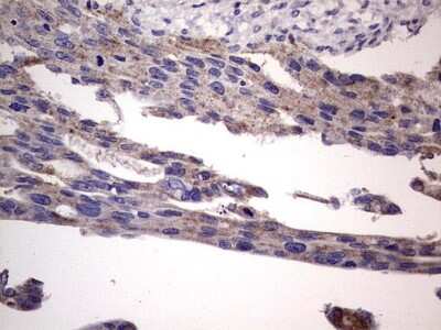 Immunohistochemistry: Filensin Antibody (OTI2B2) [NBP2-46572]
