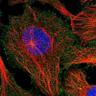 Immunocytochemistry/ Immunofluorescence: Filensin Antibody [NBP1-91903]