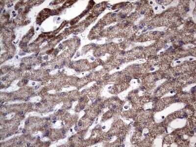 Immunohistochemistry: Filensin Antibody (OTI2B2) - Azide and BSA Free [NBP2-70249]