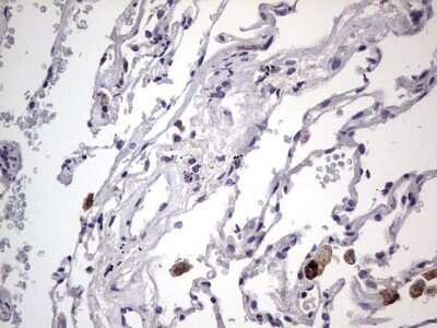 Immunohistochemistry: Filensin Antibody (OTI2B2) - Azide and BSA Free [NBP2-70249]