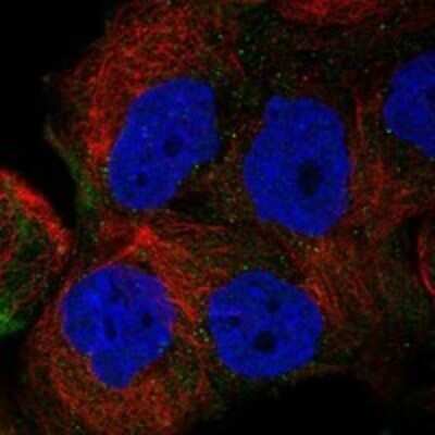 Immunocytochemistry/ Immunofluorescence: Flavin containing monooxygenase 4 Antibody [NBP3-17251]