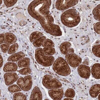 Immunohistochemistry-Paraffin: Flavin containing monooxygenase 4 Antibody [NBP2-14020]