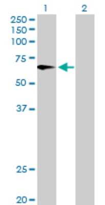 Western Blot: Flavin containing monooxygenase 4 Antibody [H00002329-B01P]