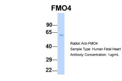 Western Blot: Flavin containing monooxygenase 4 Antibody [NBP1-59353]